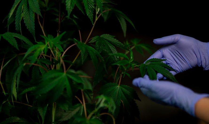 Brazilian Cocaine in Prague: A New Trend?