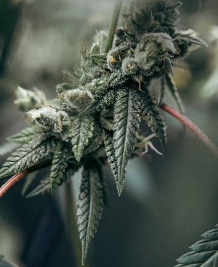 Weed in Prague: Local vs. Imported Strains